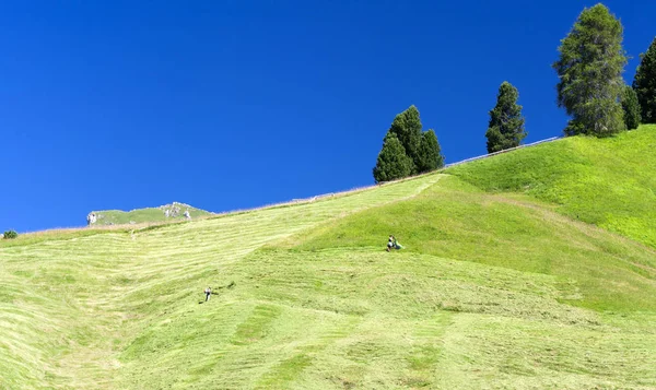 Summer landscape with fresh hay harvest in Dolomites — Stock Photo, Image