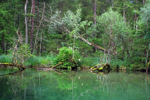 Озеро с деревьями и мхом — стоковое фото