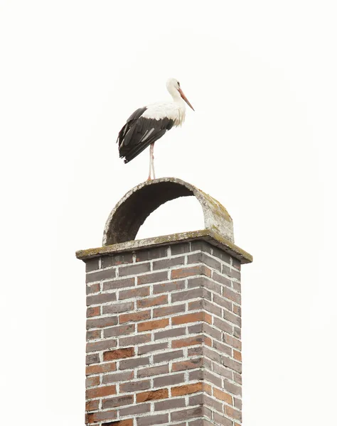 Stork standing on a chimney — Stock Photo, Image