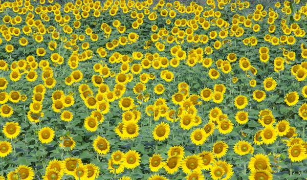 Background of sunflower on a field — Stock Photo, Image