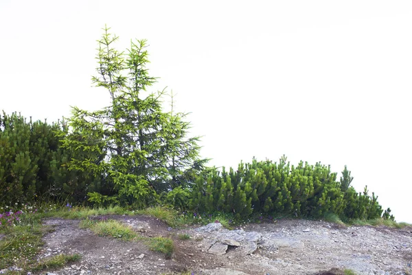 Čerstvé zelené stromy a jalovec izolovaných na bílém pozadí — Stock fotografie