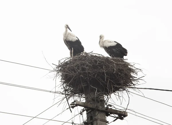 Stork nest on pole isolated on white — Stock Photo, Image