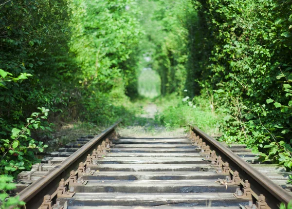Demiryolu odak ve ağaçlar arka planda — Stok fotoğraf