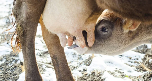 Kuh füttert Kalb mit Milch — Stockfoto