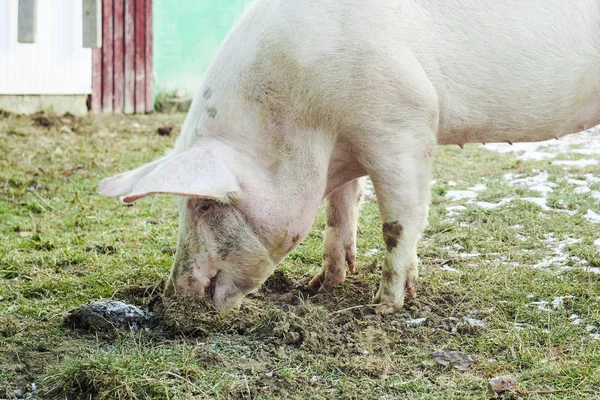 pig eating dirt and grass