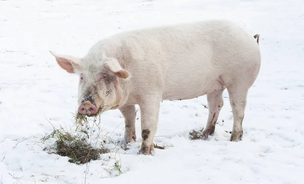Bela fazenda porco no inverno — Fotografia de Stock