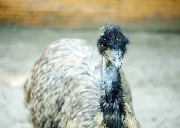 Emu oiseau avec accent sur la tête — Photo