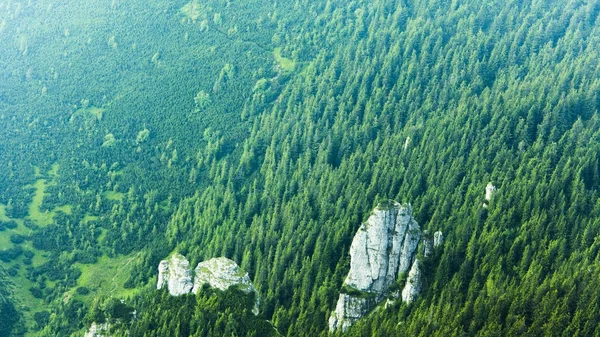 Текстура горы, детали в зеленом лесу — стоковое фото