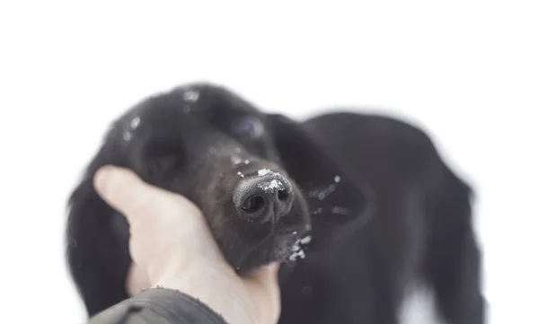 Foto Abstracta Persona Ayudando Lindo Perro Sin Hogar Invierno Enfoque — Foto de Stock