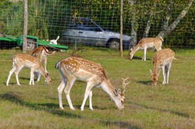 Geyikler bir bahçede grup