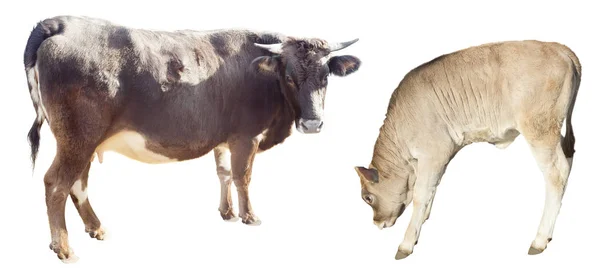 Vaca Nodriza Ternera Aisladas Sobre Fondo Blanco —  Fotos de Stock
