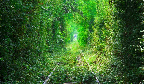 Тоннель Любви Румынии Железная Дорога Лесу — стоковое фото