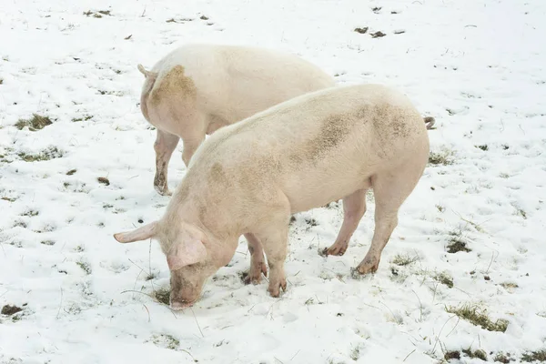 domestic pig, farm animal eating grass in winter scene