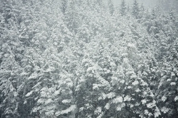 Nevicando Nella Foresta Invernale — Foto Stock