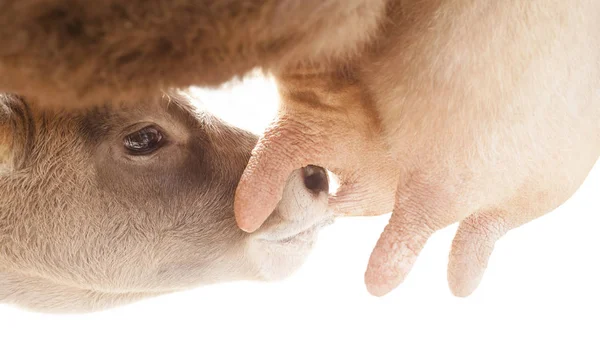 Baby Kalb Trinkt Milch Von Mutter Kuh Isoliert Auf Weiß — Stockfoto