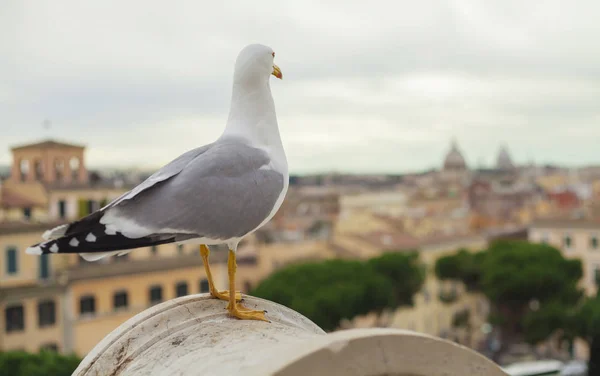 Pombo Observando Cidade Roma Foco Pássaro — Fotografia de Stock