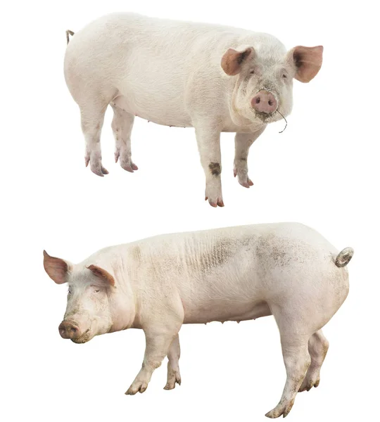 Conjunto Animais Fazenda Porco Isolado Bac Branco — Fotografia de Stock
