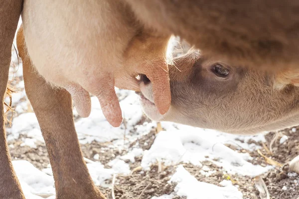 Baby Calf Drinking Milk Mother Cow — Stock Photo, Image