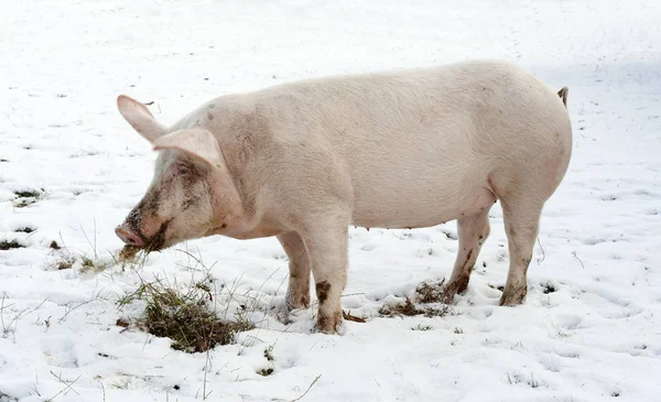 domestic pig, farm animal eating grass in winter scene