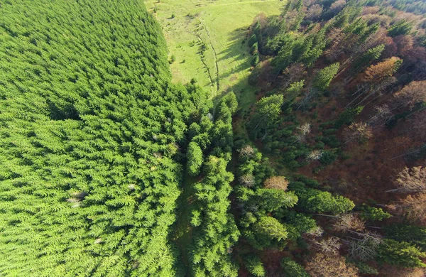 Aerial View Forest Drone — Stock Photo, Image