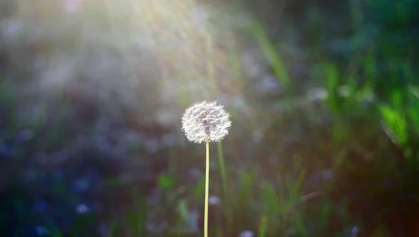 Bunga Dandelion Indah Alam — Stok Foto