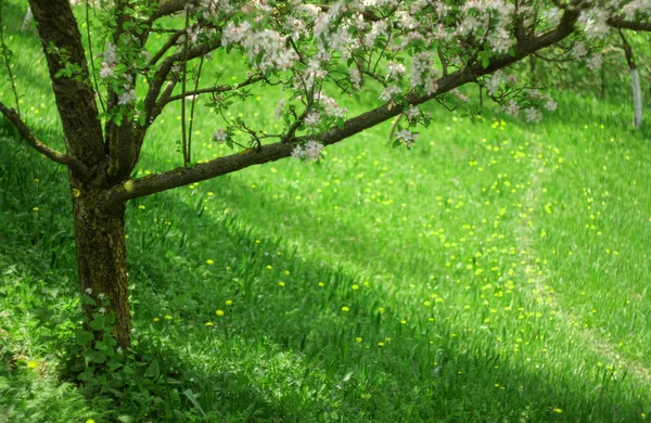 Spring Scene Apple Tree Blossom Flowers Green Meadow Background — Stock Photo, Image