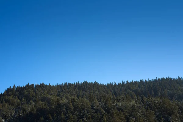 Prachtig Bos Met Winter Bomen Helderblauwe Hemel — Stockfoto