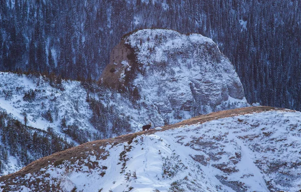 Rupicapra Nebo Jelenicí Zvíře Divoké Kozy Hoře — Stock fotografie