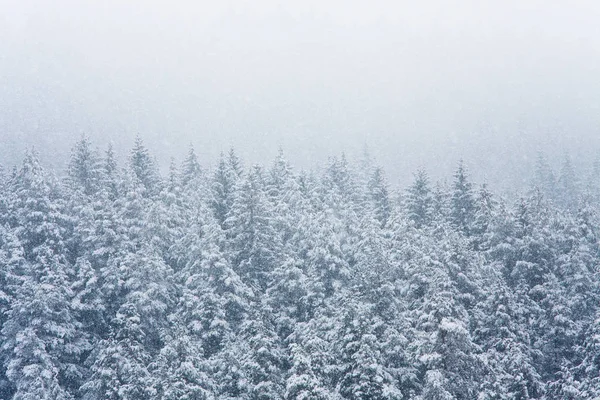 Snowing Winter Forest — Stock Photo, Image