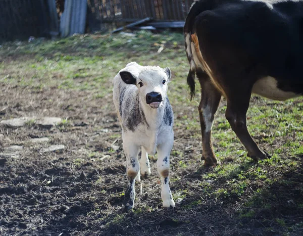 Cute Baby Calf Looking Camera Focus Head — Stock Photo, Image