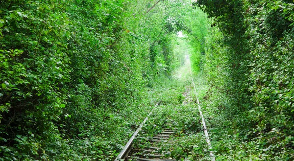 Túnel Amor Europa Oriental Ferroviária Floresta — Fotografia de Stock