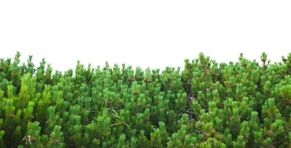 Fresh Green Bush Pine Trees Juniper Isolated White Background — Stock Photo, Image