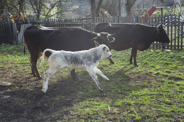 Baby Cow Running Garden — Stock Photo, Image