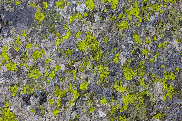 Piedra Roca Con Textura Vegetal Musgo Naturaleza —  Fotos de Stock