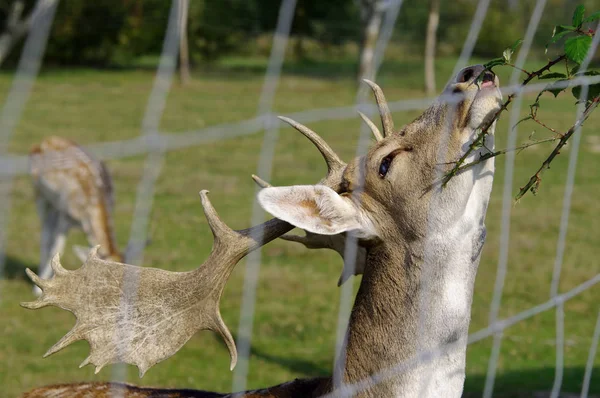 deer animal eating leafs from a tree in captivity