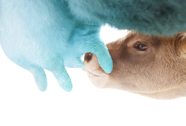 Leche para terneros — Foto de Stock