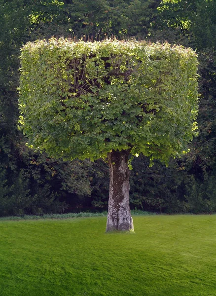 Kwadratowy Kształt Drzewa Ogrodzie — Zdjęcie stockowe