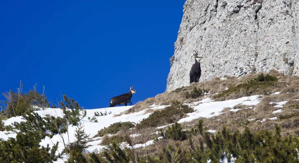 rupicapra or chamois animal. wild goat on the mountain