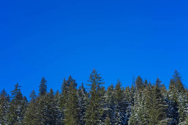 Krásný Les Zimní Stromy Jasně Modré Obloze — Stock fotografie