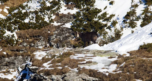 Rupicapra Camoscio Animale Capra Selvatica Sulla Montagna — Foto Stock