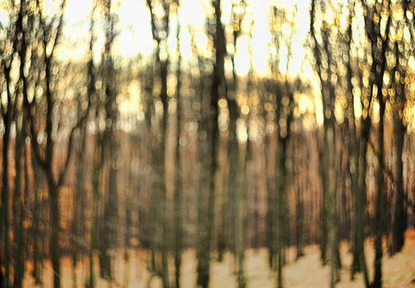 Immagine Astratta Sfocata Sfocata Dello Sfondo Della Foresta Con Alberi — Foto Stock