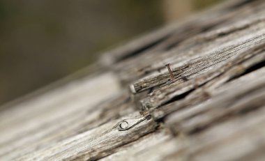 evin çatı çivi, closeup fotoğraf