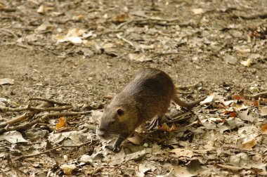 Coypu olarak da bilinen nehir sıçan veya eğitimin, büyük bir kemirgen olduğunu