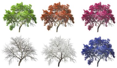 dört mevsim ağaç beyaz arka plan üzerinde izole kümesi