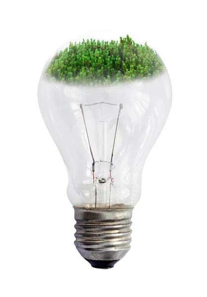 Lampadina con vegetazione verde isolata su fondo bianco — Foto Stock