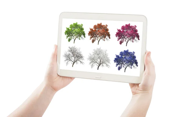 Handen met pc Tablet PC- en groene boom in bol geïsoleerd op wit — Stockfoto