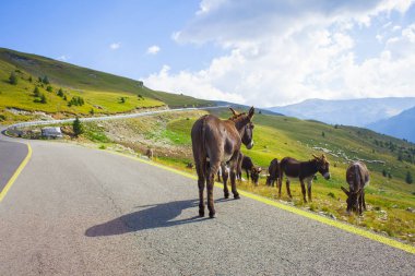 Transalpina, Romanya dağlar yol eşek hayvan