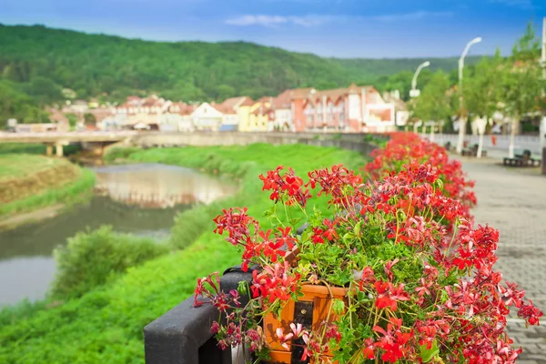 Bellissimi Fiori Rossi Sfondo Della Città — Foto Stock