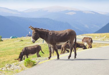 Transalpina, Romanya dağlar yol eşek hayvan