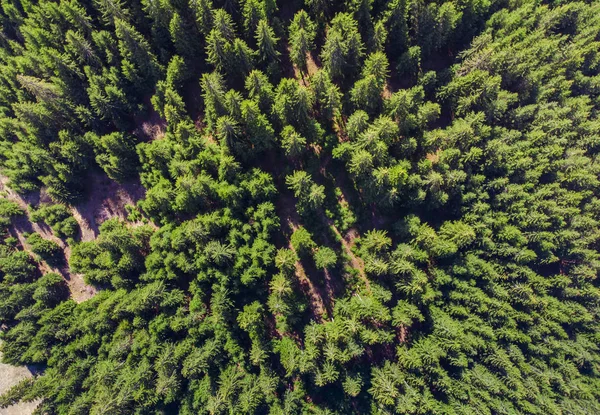Aerial View Green Fresh Forest — Stock Photo, Image